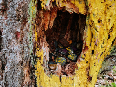 Дерево Желаний!